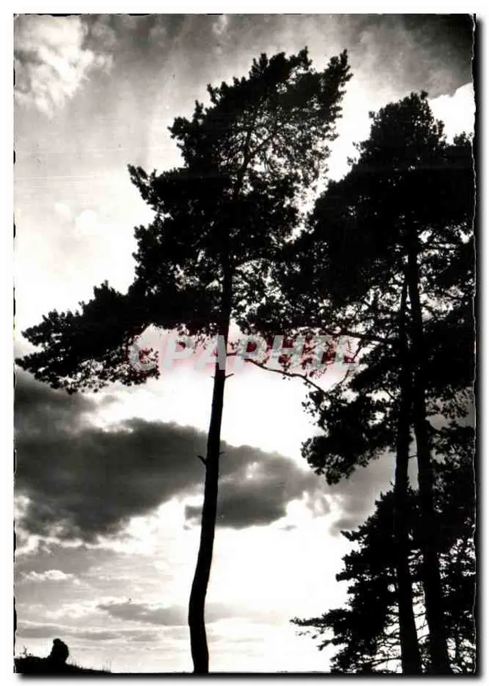 Le Touquet (Pas-de-Calais) — Pôr do Sol sobre os Pinheiros — Éditions de Tolleygné, Reims - Frente