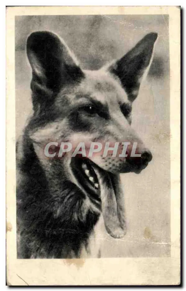 Cachorro — retrato — n° 20344 - Frente