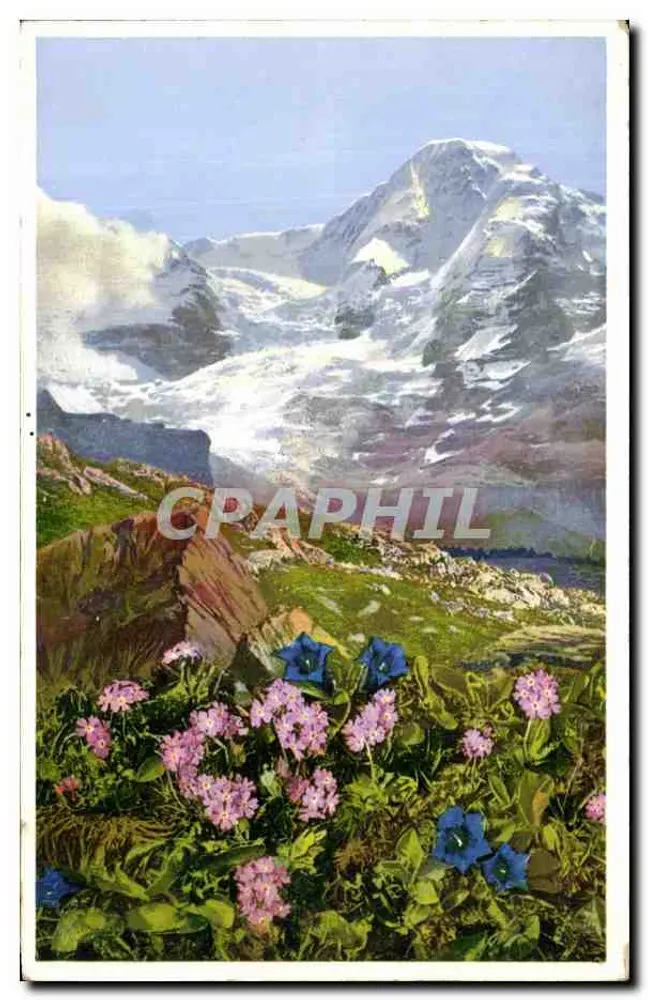 Primala farinosa u. Gentiana acaulis — (Mehlprimel und stengelloser Enzian), Kleine Scheidegg, Berner Oberland — Photochrom, Serie 579, Nr. 1480 - Vorderseite