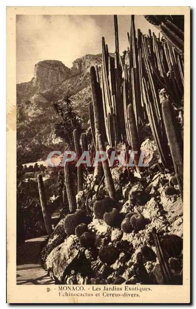 Monaco - Die exotischen Gärten - Echinocactus und Cereus-Varianten - Vorderseite