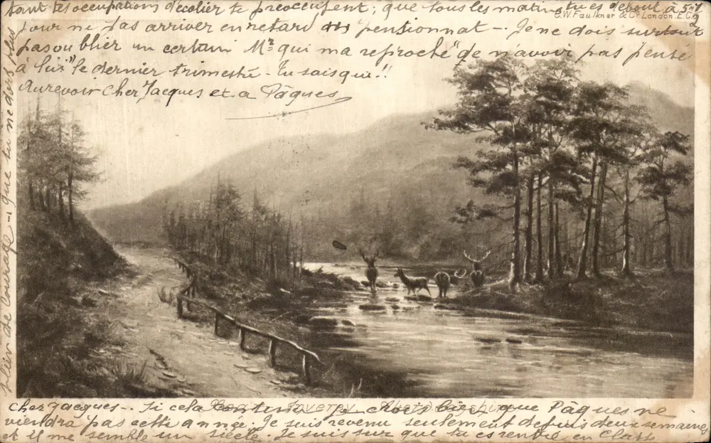 Dois cervos em um paisagem florestal — S.W. Faulkner & Co. London, Editor n° 517 - Frente