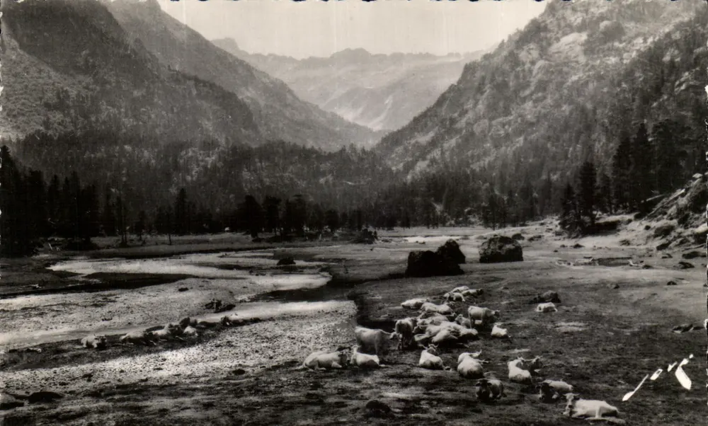 Weide in der Marcadau-Tal — Umgebung von Cauterets (H.P.) — Editions JOVE, PAU - Vorderseite