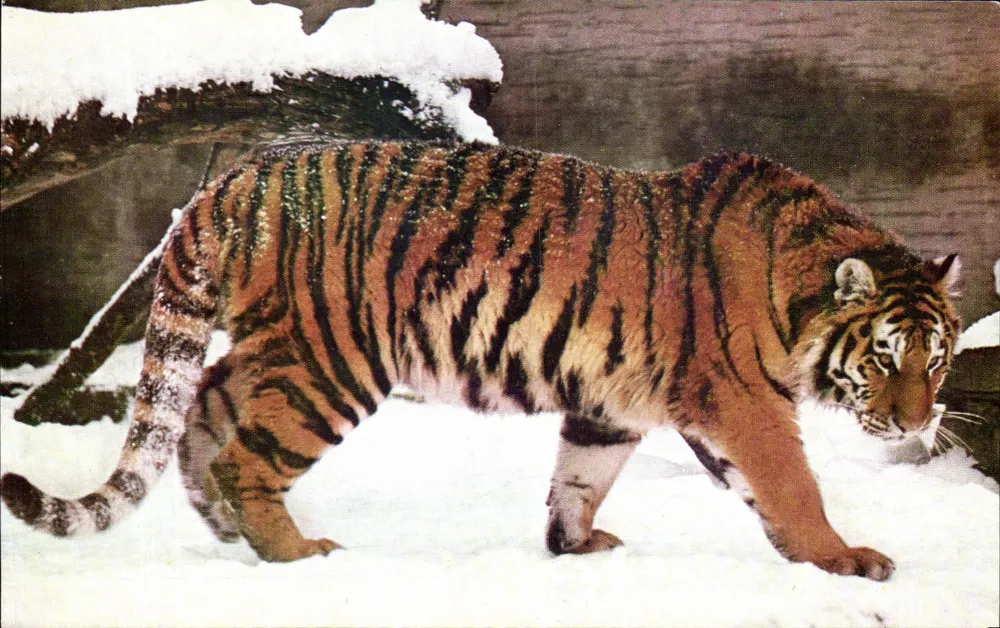 Tiger in der Schnee — Veröffentlicht vom Nationalen Komitee für Kinder — Foto Atlas Photo - Vorderseite