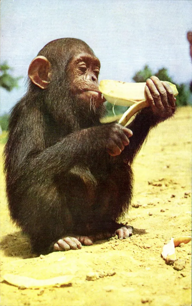 Schimpanse — eine Banane essend — Comité National de l'Enfance, Paris-VIII* - Vorderseite