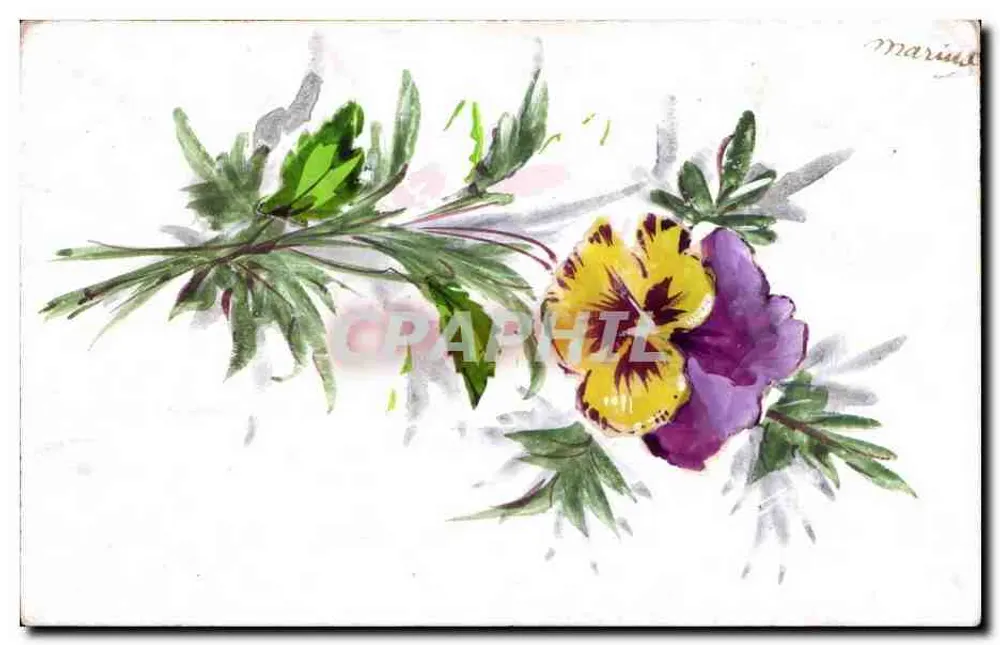 Pansée — desenho em aquarela — Marinha - Frente