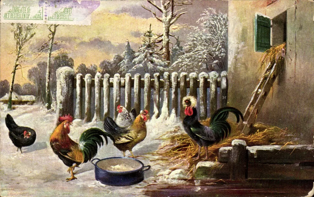 Galinhas e galinha em um paisagem invernal — editor T.S.N. Série 786 - Frente