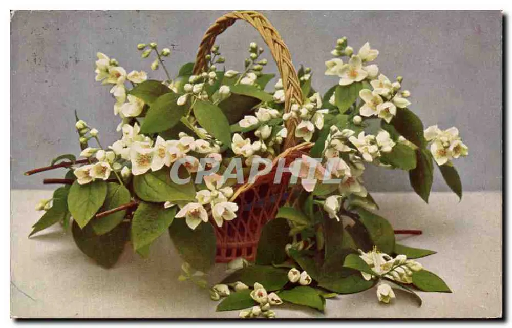 Bukiet Philadelphus coronarius — wydawca Röhmner & Tönsen, nr FI. 187 - Awers
