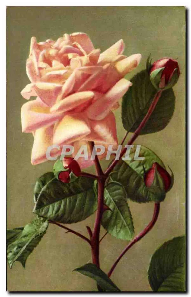 Rozet — bloem en knoppen — Louis Miévre, uitgever, serie 931 - Voorkant