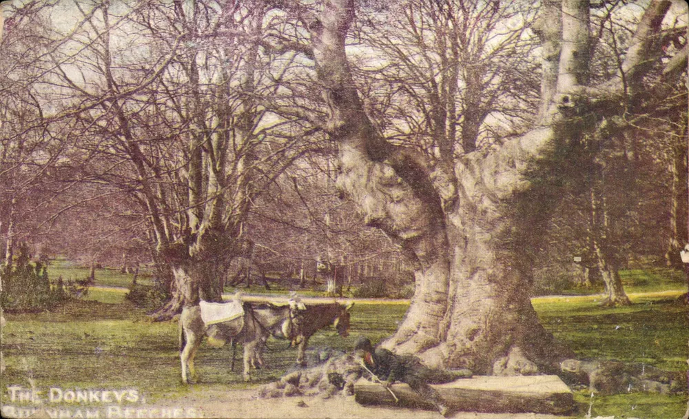 Les ânes — sous un grand arbre — The Donkeys, Oldham Leeches - Voorkant