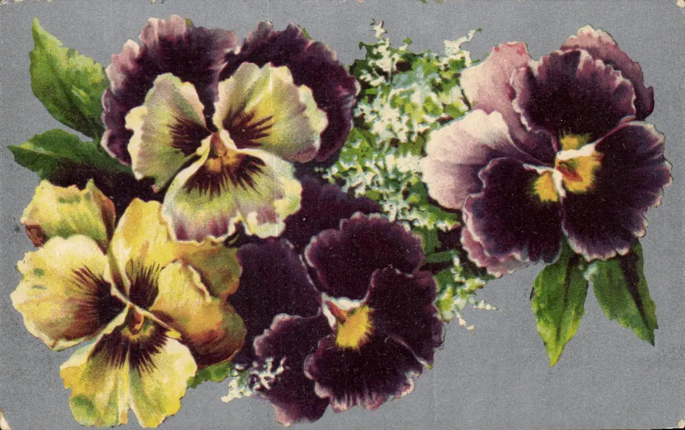 Flores de pensamento coloridas — editor Union postale universelle - Frente