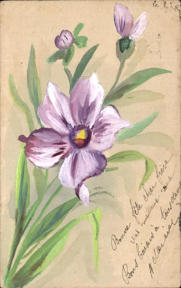 Flor de lavanda — desenho aquarelado — editor desconhecido, número de série não visível - Frente