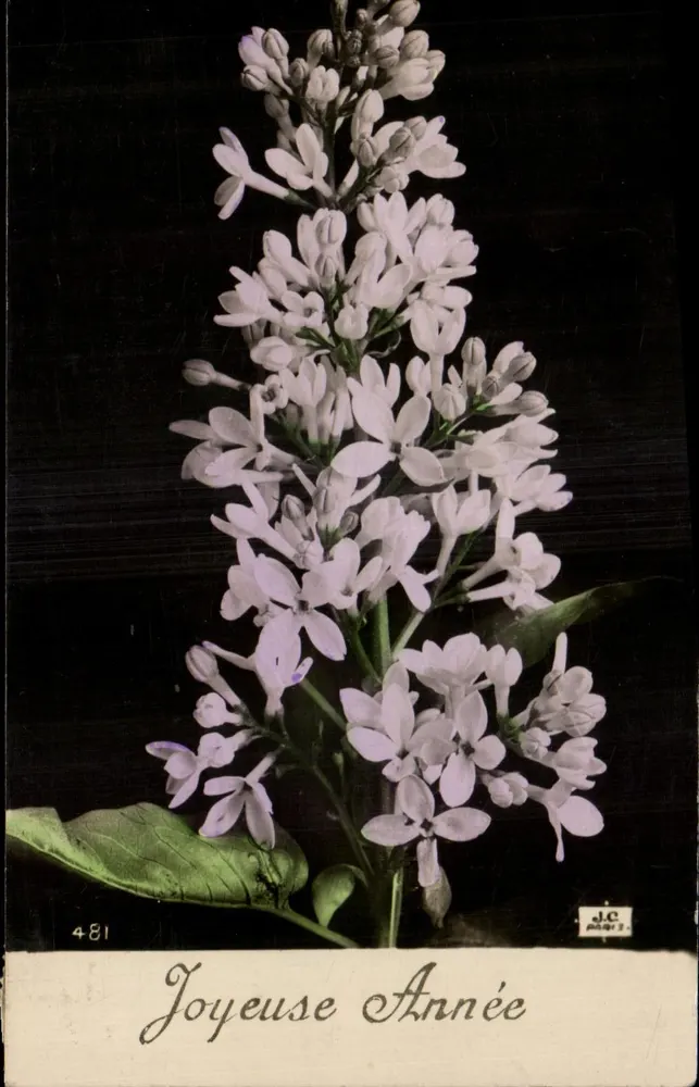 Lilás em flor — Feliz Ano Novo — J.C. Paris n°481 - Frente