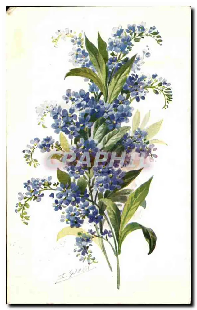 Myosotis — Não me esqueça — P.J. Gallais & Cie, Paris, n° 186 - Frente