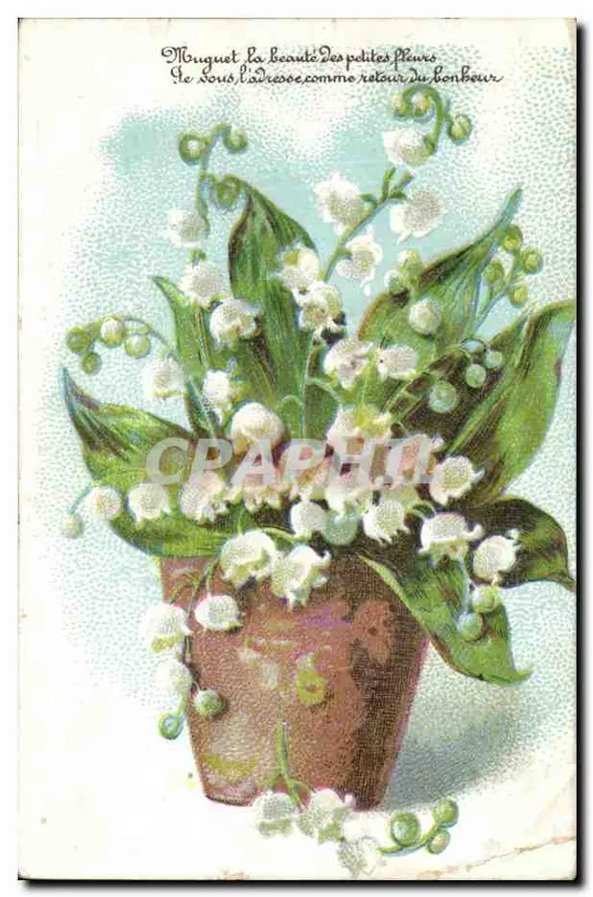 Lilien des Feldes — Blumenstrauß in Töpfchen — Verlag nicht sichtbar - Vorderseite