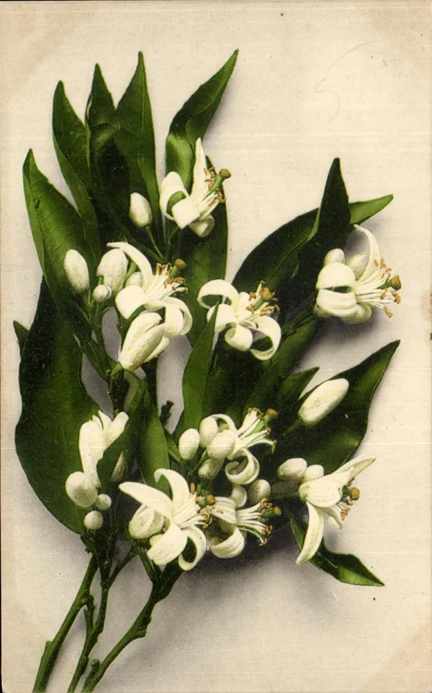 Flores de laranja — editor: Rudolphe Lippmann & Cie, Strasbourg — n° 414 - Frente