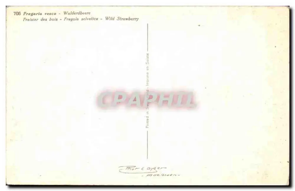 Fragaria vesca - Wildes Erdbeeren — In der Schweiz gedruckt - n°706 - Rückseite