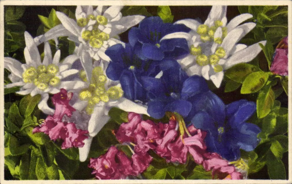 Flores alpinas — editor: Matédonimique, série 699, n° 2001 - Frente