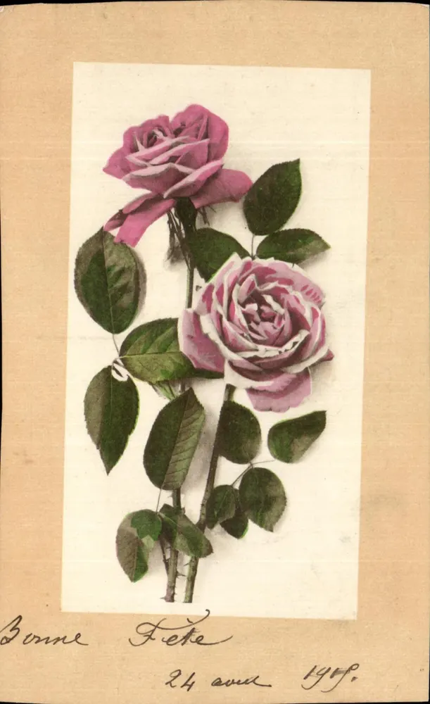 Duas rosas violetas — Festa — Carta postal datada 24 de abril de 1909 - Frente
