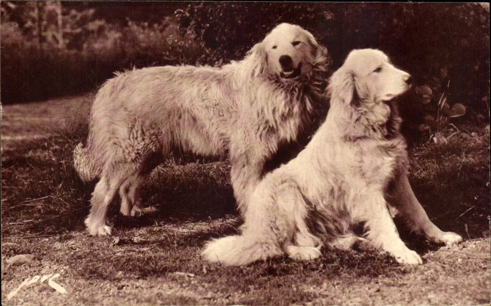 Zwei Pyrenäen-Schäferhunde — Editions Jové, Pau — Nr. 66 - Vorderseite