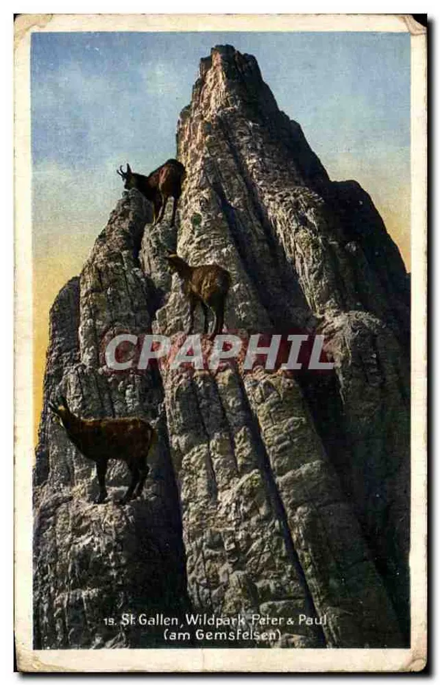 St. Gallen, Wildpark Peter & Paul (am Gemsfelsen) — 15 — Verleger Fritz Zwissler - Vorderseite