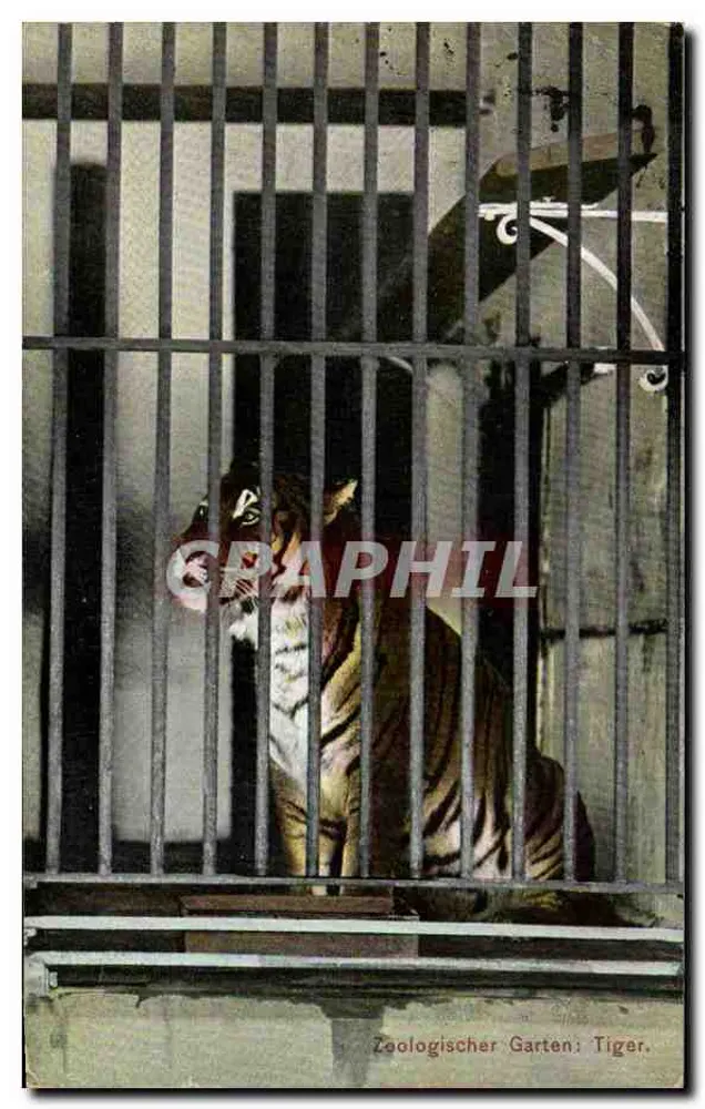 Zoologischer Garten: Tiger — Dr. Tronkler Co., Leipzig, Div. 5 - Vorderseite