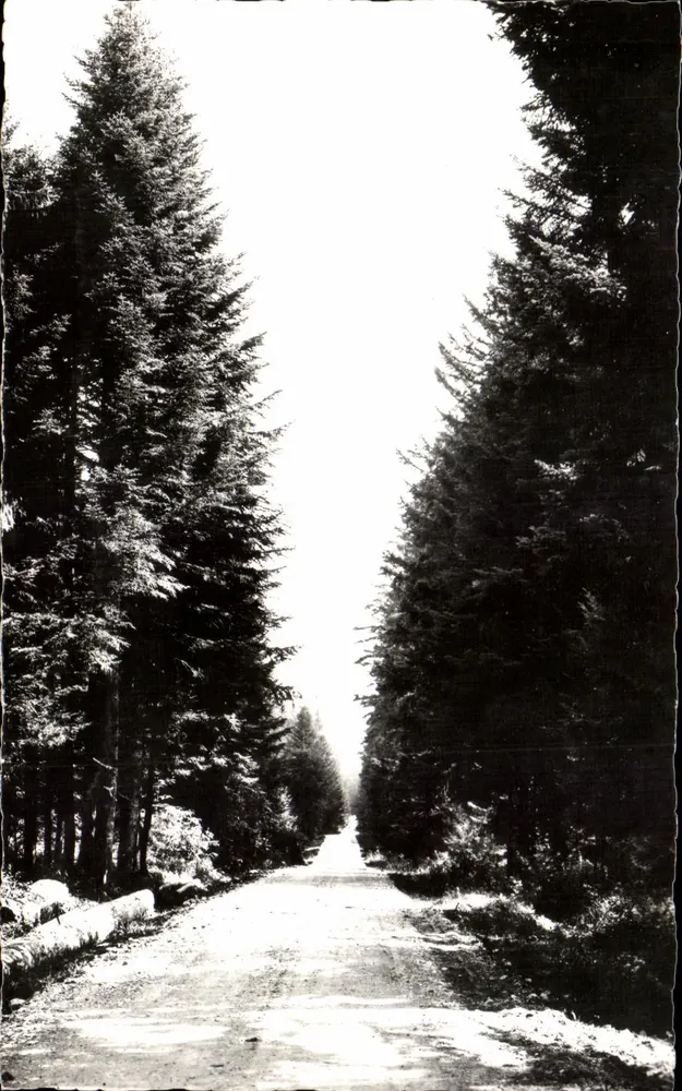 Waldweg — Ansicht der pittoresken Franche-Comté — Verlag Les Rousses, Nr. 4975 - Vorderseite