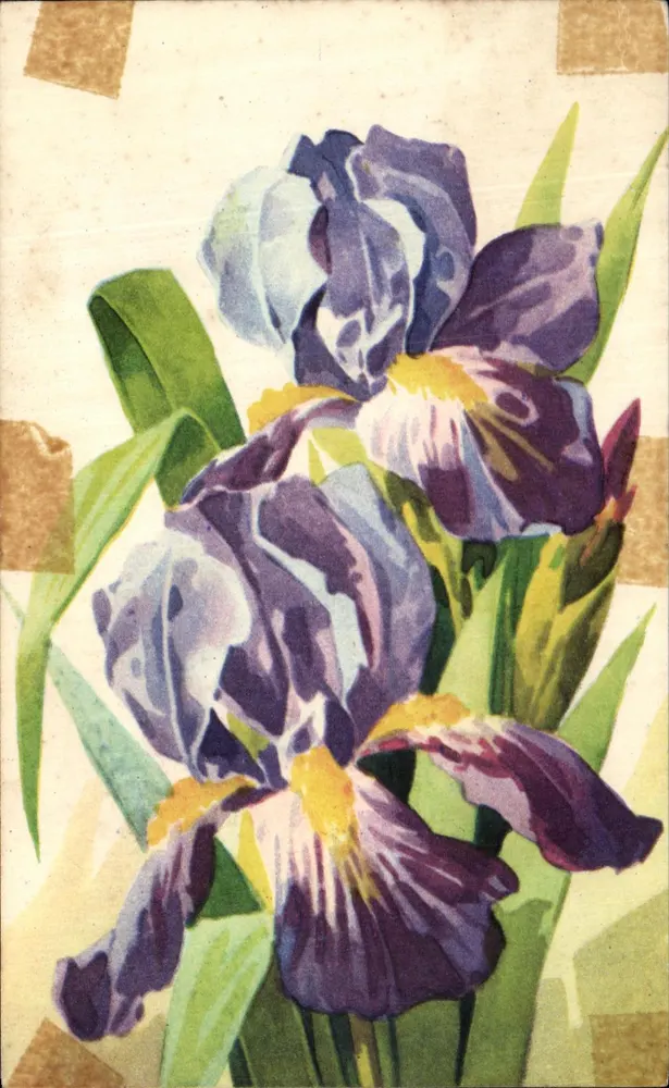 Iris — bouquet de fleurs violettes et jaunes — éditeur : 16, Place du Havre - Paris - Frente