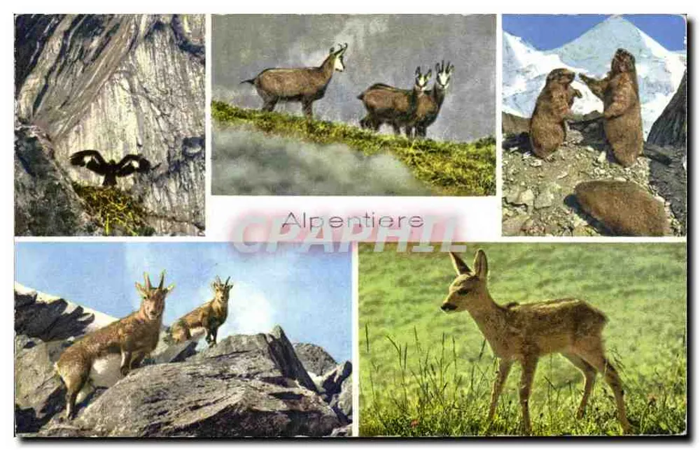 अल्पाइन जीवजंतु - ईगल, चमोइस, मार्मॉट, चिंकारा - अल्पेंटियर - आगे