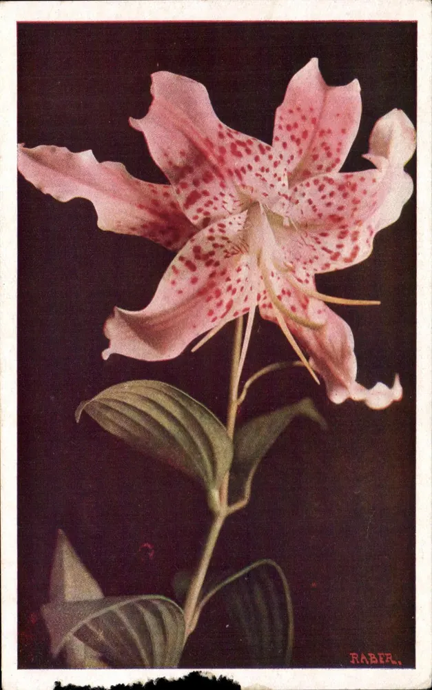 Lilas à taches rouges — fleur isolée sur fond sombre — éditeur RABER. N° 402 - Frente