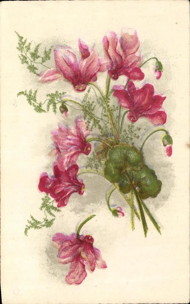 Arranjo de flores rosas — ilustração botânica — St. Florimace, França - Frente