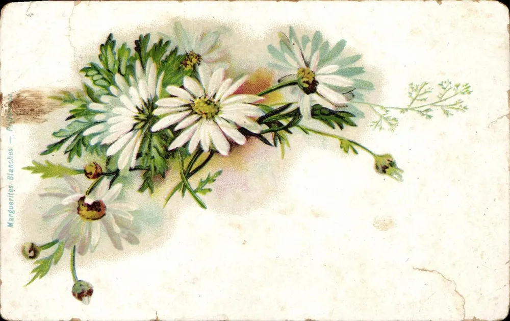 Marguerites Blanches — bouquet de fleurs — éditeur P. Béchard - Frente