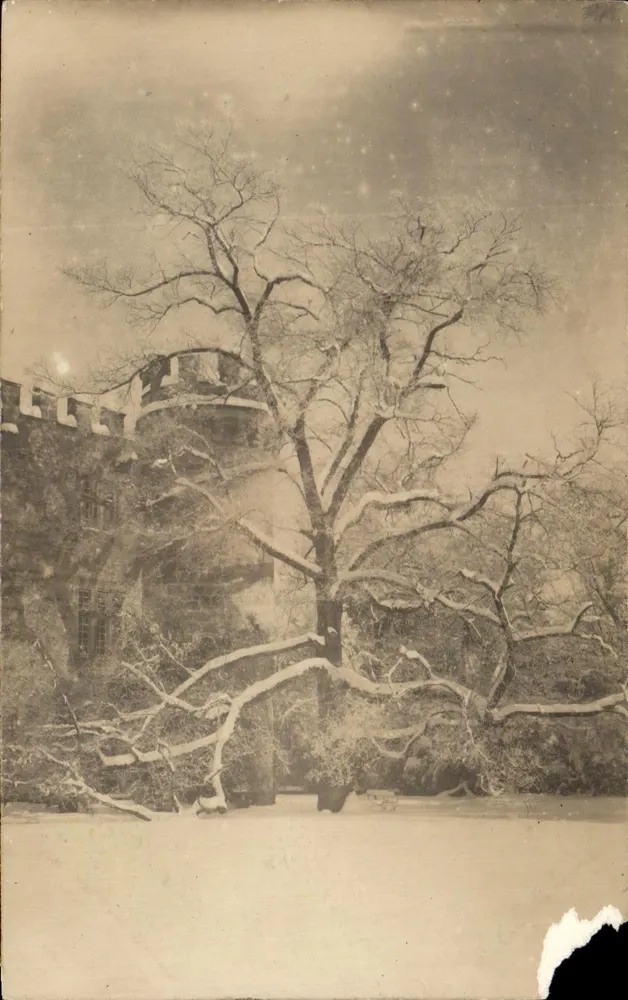 Château de Montespieu — arbre enneigé devant le château — éditeur non visible - Frente