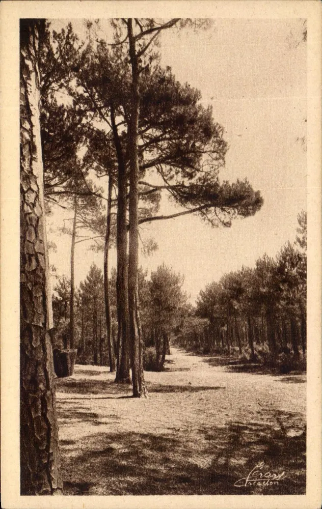 Wald von Ressin — Weg zwischen Tannen — Chirédon - Vorderseite