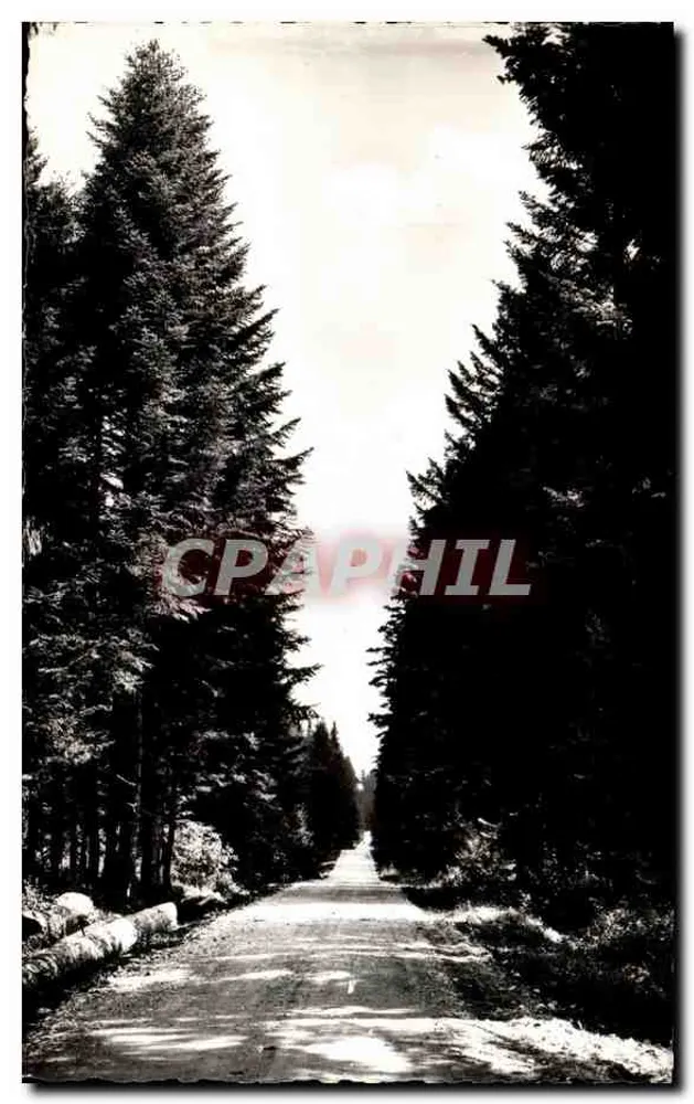Caminho na Floresta — A Franche-Comté Pictórica — Edição e Mano B. PROCTET - Frente