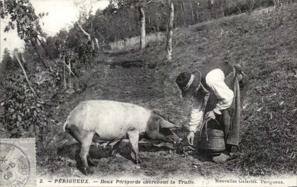 Périgueux — Zwei Périgords auf Trüffelsuche — Nouvelles Galeries, Périgueux - Vorderseite