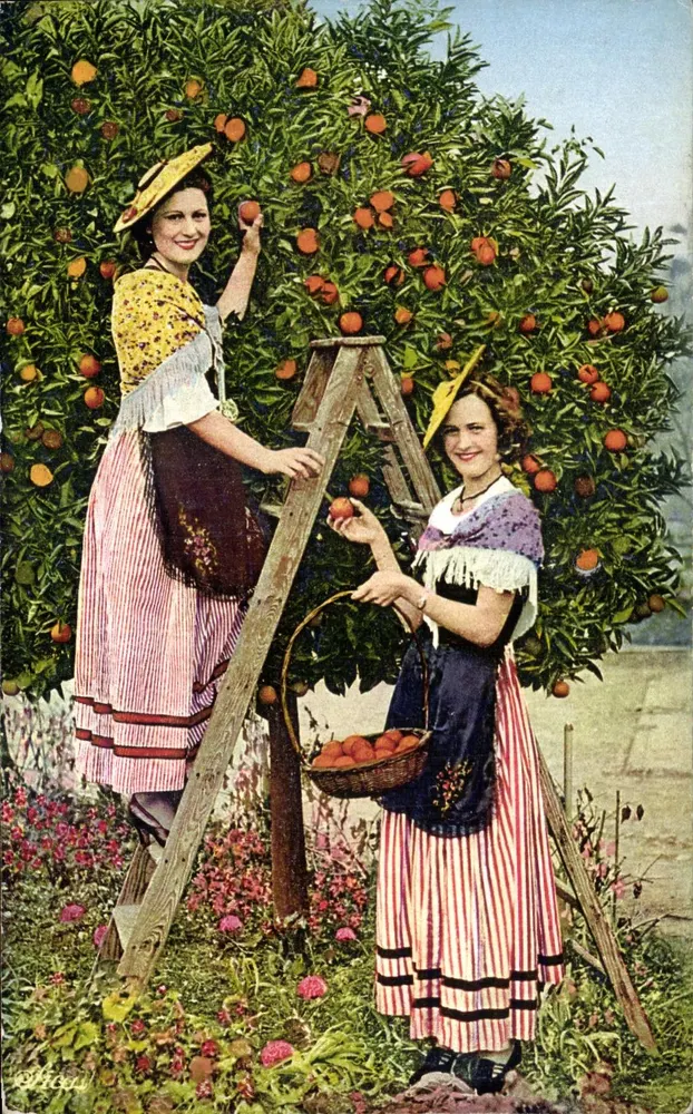 Niçoises beim Orangensammeln — Photochrome S.I.C.A. — Nr. 13, Côte d'Azur - Vorderseite