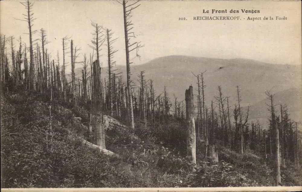 Der Front der Vosges — Erscheinungsbild des Waldes — Reichackerkopf — n° 202 - Vorderseite