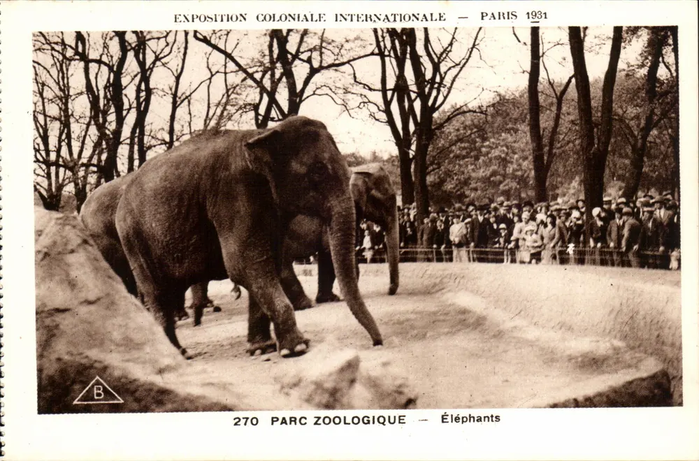 Internationale Kolonialausstellung — Paris 1931 — Zoologischer Park — Elefanten - Vorderseite