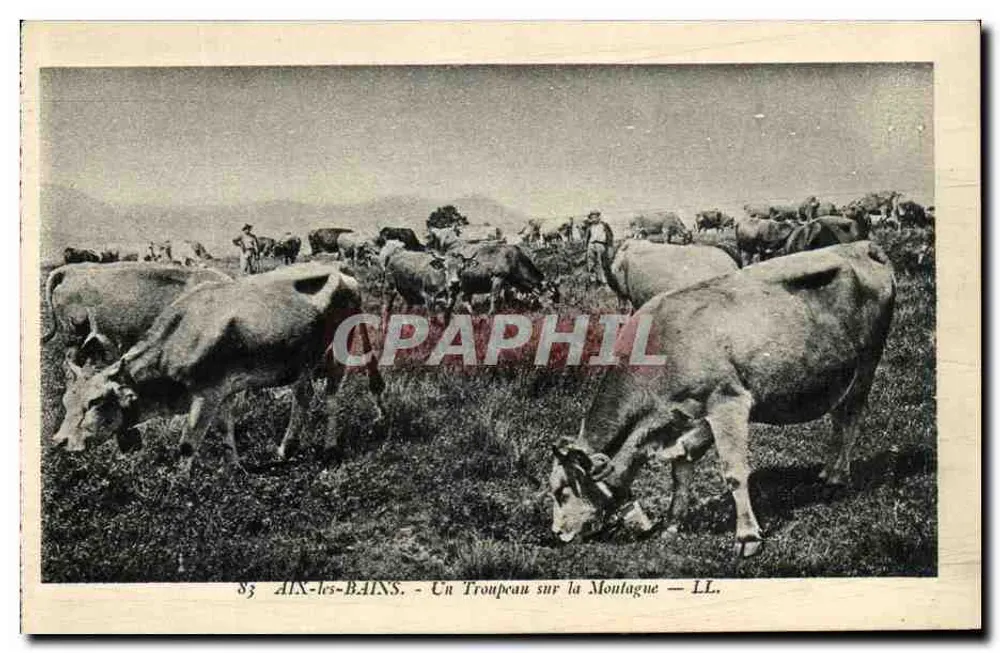 AIX-les-BAINS - Eine Herde auf dem Berg — LL. — n°83 - Vorderseite