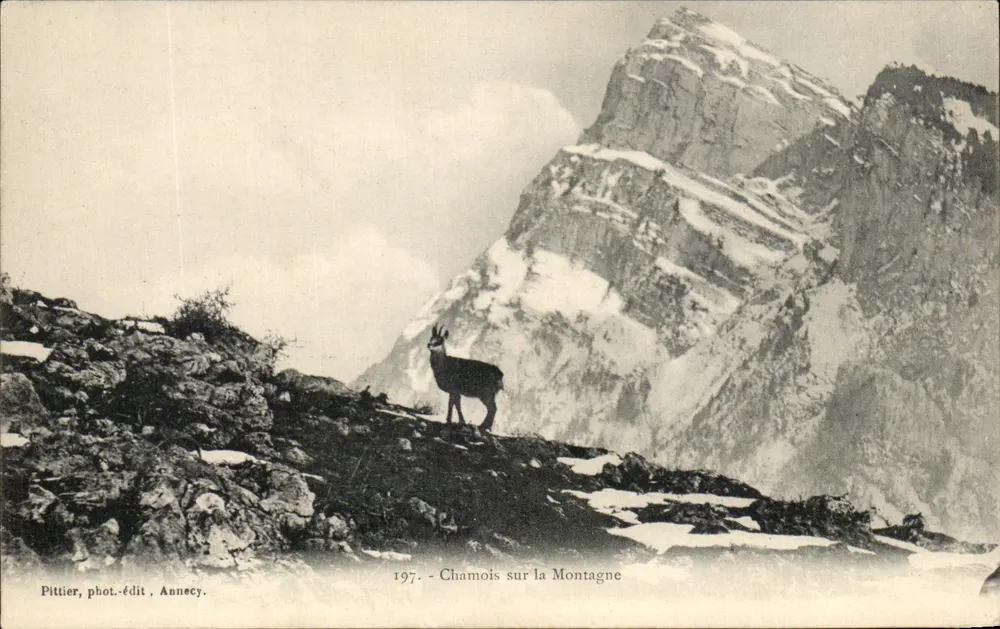 Chamois op de Berg — 1907 — Pittier, fot.-edit., Annecy - Voorkant