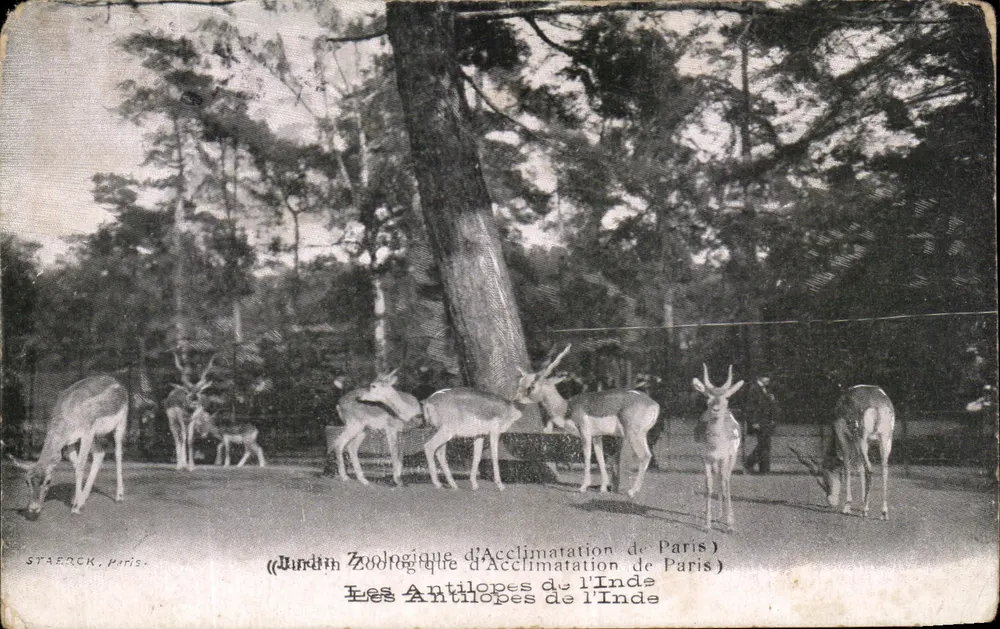 Die Antilopen Indiens — Jardin Zoologique d'Acclimatation de Paris — Staerck, Paris - Vorderseite
