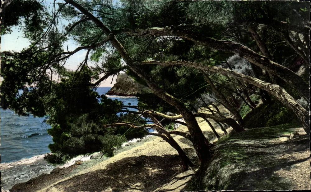 Côte d'Azur — Ansicht der geneigten Kiefern und der Küste — Éditions S.E.P.T. - 2, rue Alexis-Mosso, Nice - Vorderseite