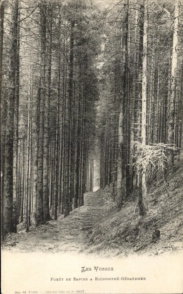 Floresta de Pinheiros em Kichompré-Gérardmer — Les Vosges — imp. Ad Vreich, Saint-Lié (Depósito) n° 1927 - Frente