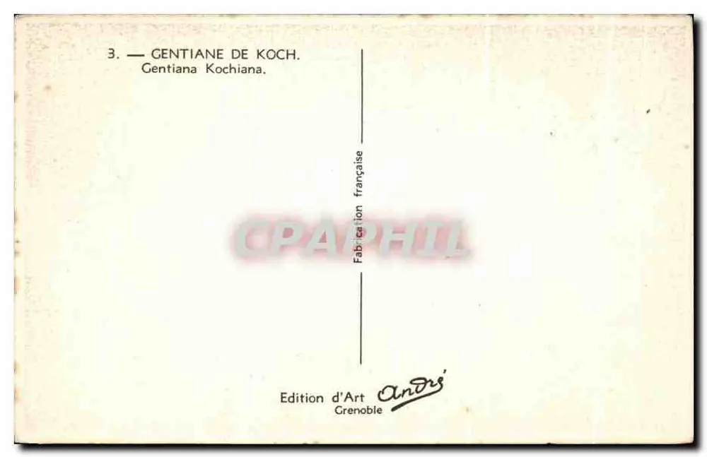 Gentiane de Koch — Gentiana Kochiana — Art Edition André, Grenoble - Rückseite