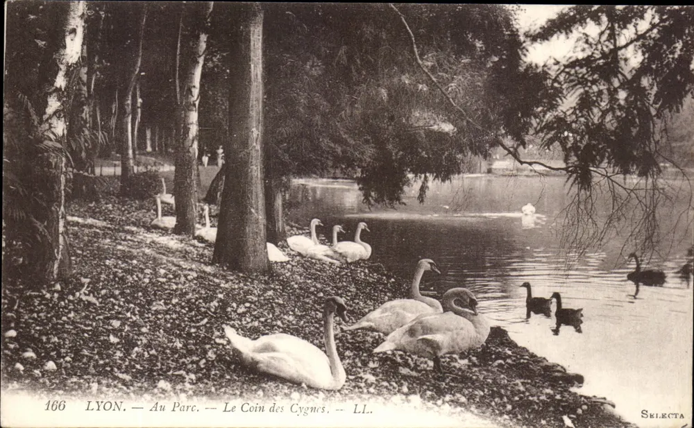 LYON — Im Park — Der Schwanenbereich — LL. — SKI.ECTA — n°166 - Vorderseite