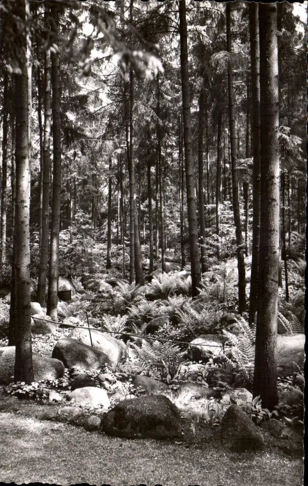 Boulogne — Die Gärten Albert Kahns — « Die Vosger Forêt » — A.C. 78 — Abeille Paris - Vorderseite
