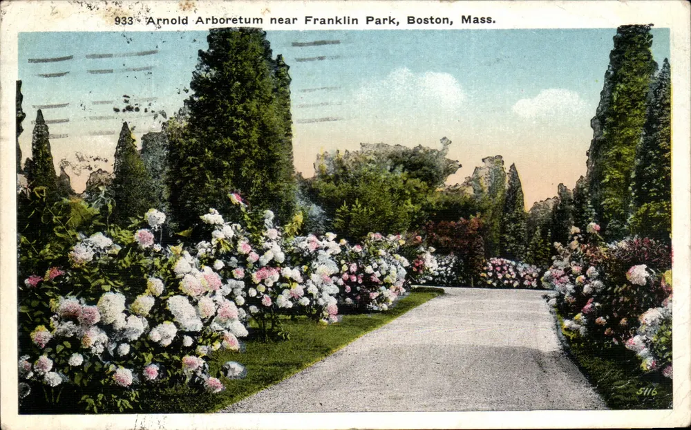 Arnold Arboretum near Franklin Park, Boston, Mass. — vue de sentier bordé de fleurs, éditeur The New England News Company, n° 933 - Vorderseite