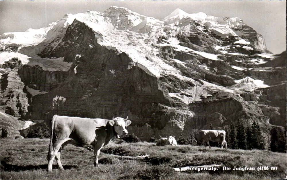 Wengernalp — Uitzicht op de Jungfrau (4166 m) — Photoglob-Wehrli AG, Zürich - Voorkant