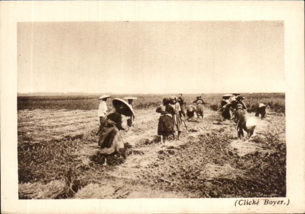Moissonnage du riz — scène de champs — (Cliché Boyer.) - Frente