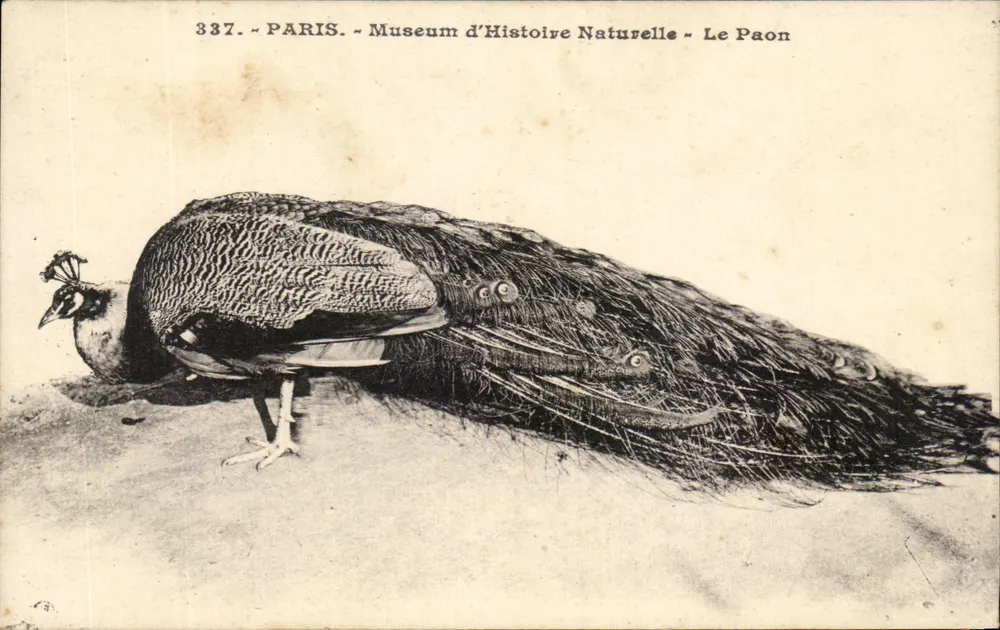 Paris - Museum für Naturgeschichte - Der Pfau - Vorderseite